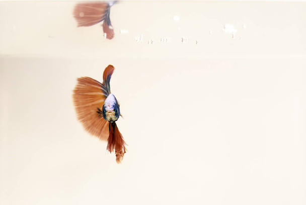 Чоловічий сіамські файтинг риби ізольовані білий фон, апельсин Halfmoon Бетта Splendens - Фото, зображення