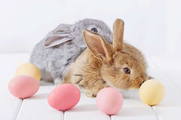 bunnyes with easter eggs on white background - Photo, Image