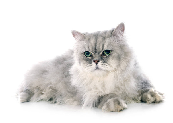 persian cat in front of white background - Photo, image