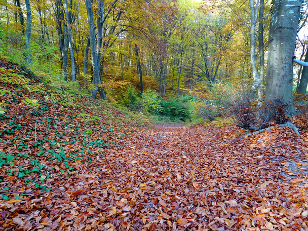 view of Autumn Forest Path - Foto, Imagen