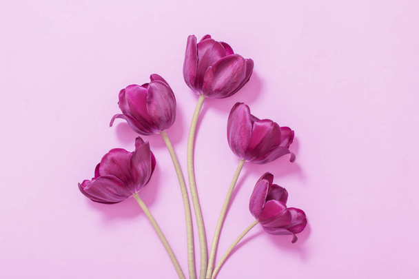 purple tulips on paper background - Фото, зображення