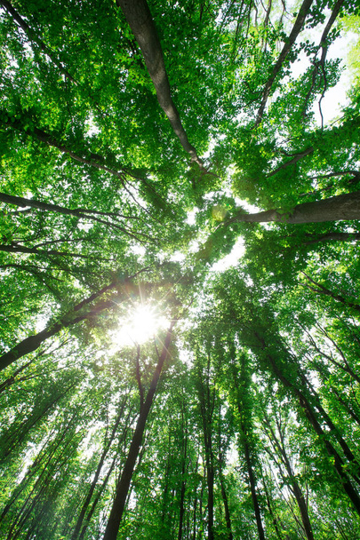 Лесные деревья. природа зеленая древесина солнечный свет фон - Фото, изображение