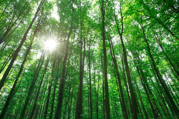 forest trees. nature green wood sunlight backgrounds - Fotoğraf, Görsel