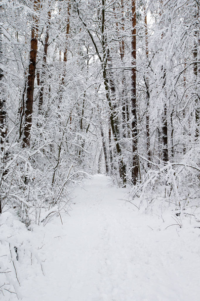 beautiful winter forest and the road - Φωτογραφία, εικόνα