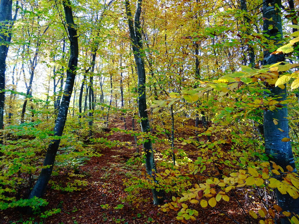 Autumn Forest  at day itme  - Фото, зображення
