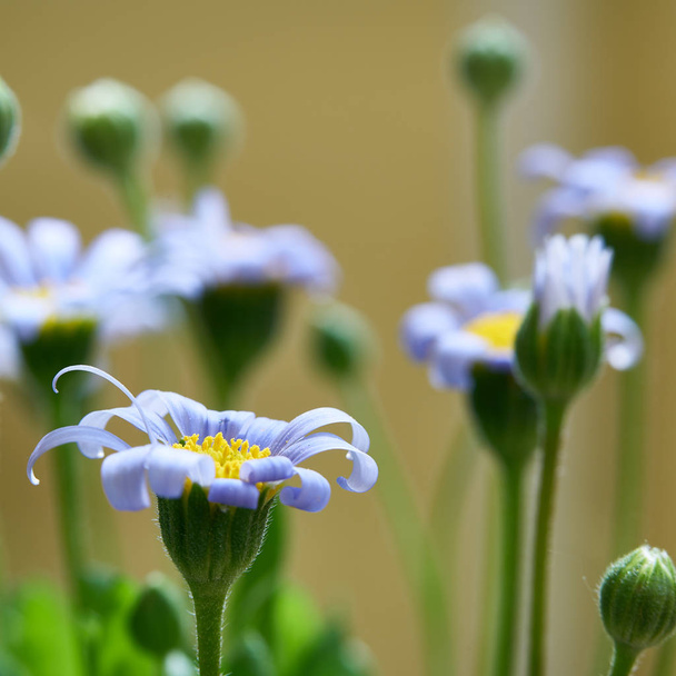  blue daisies in summer in a garden                                - Photo, Image