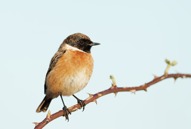 Close up of European stonechat perching on a twig against clear blue background, Reino Unido
. - Foto, Imagem
