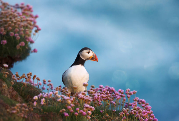 El frailecillo atlántico en el campo de las flores de segunda mano al amanecer en una costa de las islas Shetland, Reino Unido
. - Foto, imagen