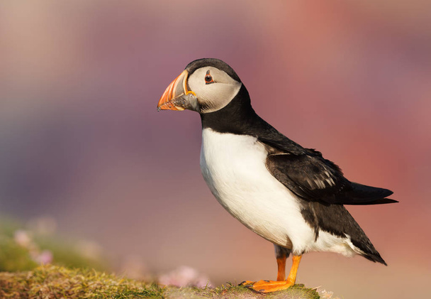 Close up of Atlantic puffin against colorful background, summer in Scotland, UK. - Photo, Image