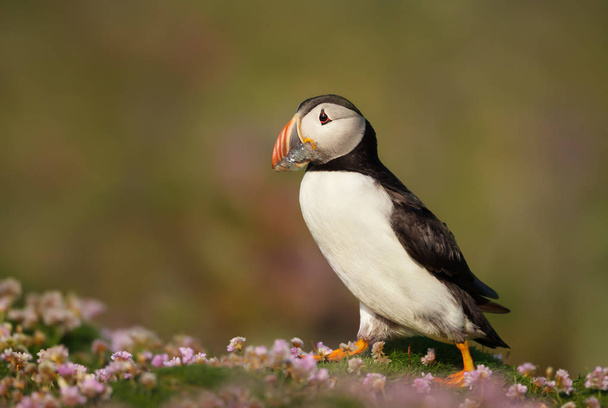 Close up of Atlantic puffin standing in thrift with sand eels in its mouth against green background, verão na Escócia, Reino Unido
. - Foto, Imagem