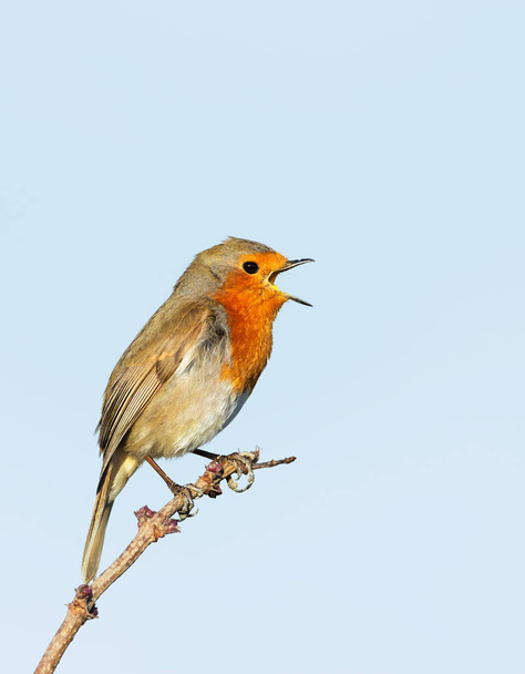 Close up of European Robin (Erithacus rubecula) singing against clear blue background, UK. - Photo, Image