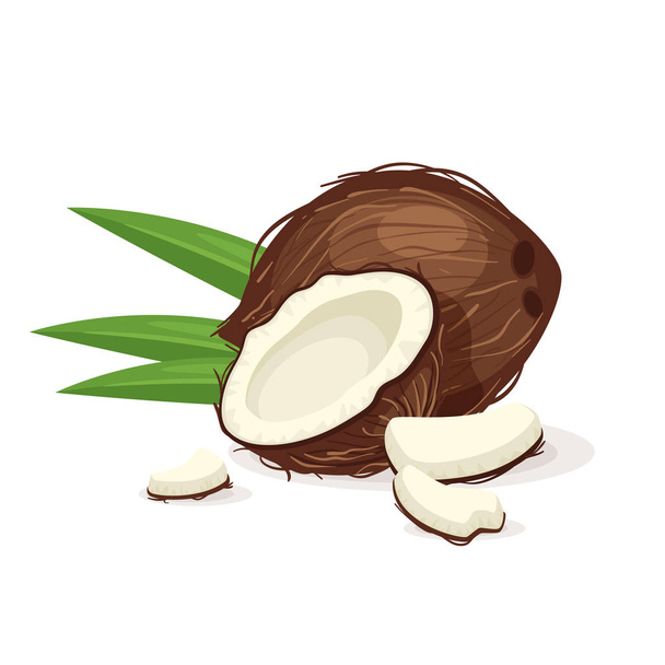 Coconut with green leaves. Whole and split fruit. Vector illustration isolated on white background. - Vector, Image