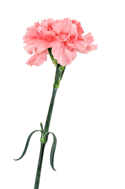 różowy Goździk - Zdjęcie, obraz