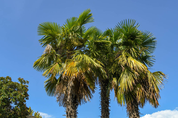 palmiye ağaçları açık mavi gökyüzü karşı - Fotoğraf, Görsel