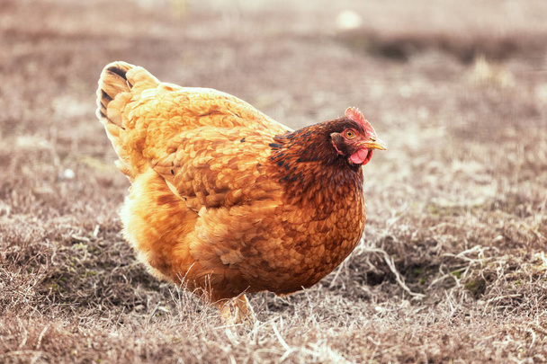 pollo nel tradizionale allevamento di pollame allevato all'aperto
 - Foto, immagini