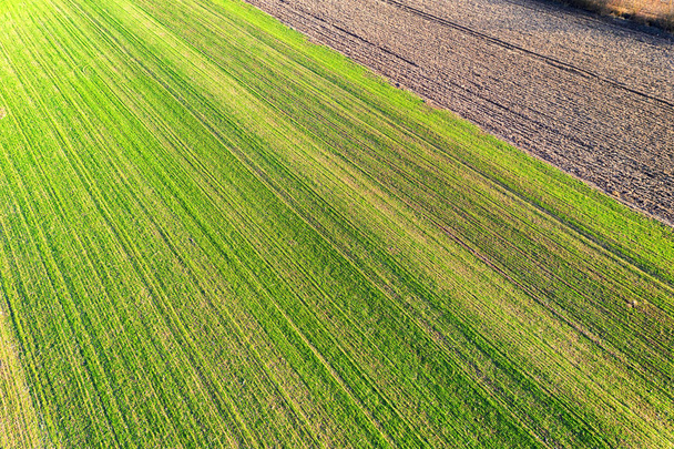 Aerial view of fresh wheat field in the spring at sunset - Photo, Image