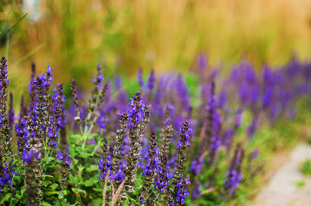 Delicati fiori viola di lavanda in estate nell'aria
 - Foto, immagini