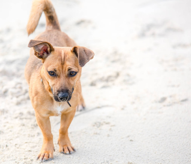 Cãozinho marrom bonito em uma praia - fotografia de cachorro de estimação em ambiente natural
 - Foto, Imagem