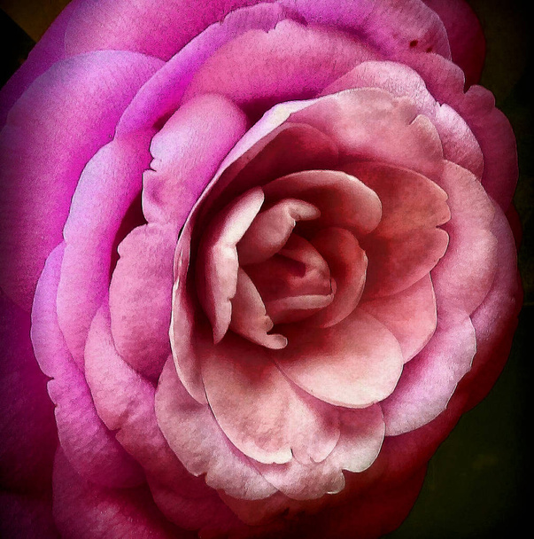 perto de uma única rosa roxa
 - Foto, Imagem
