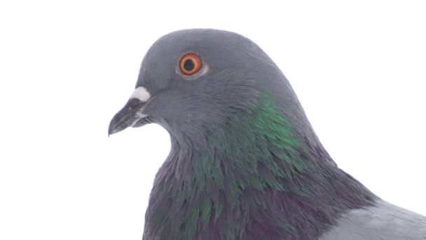 Dove ptak na na białym tle - Materiał filmowy, wideo