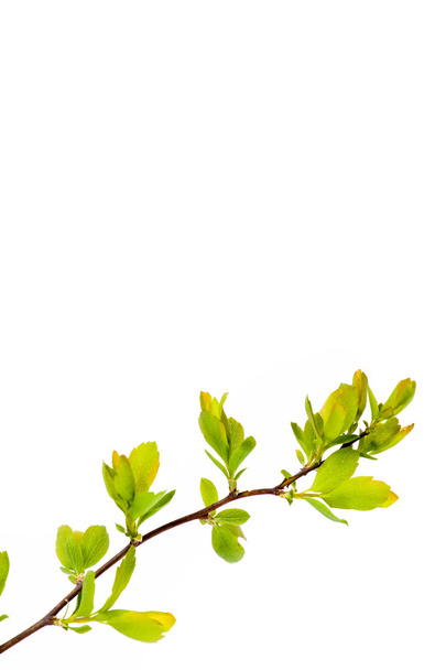 Green leaves over white background - Foto, afbeelding