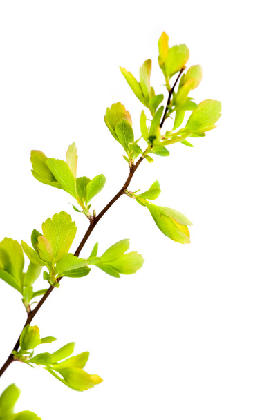 Leafy Branch isolated - Foto, Bild