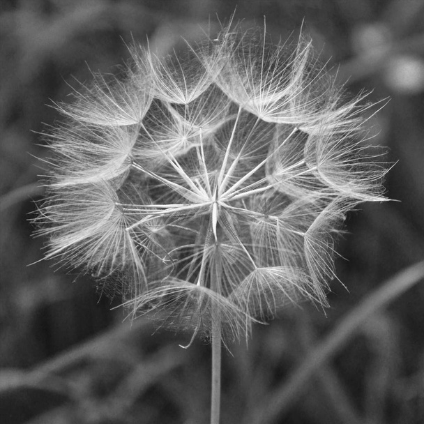 dandelion macro photo beginning of summer super close-up black and white image. - Photo, Image