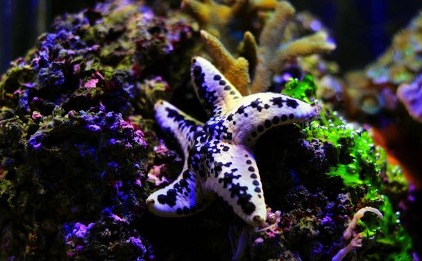 Estrela do mar do bolo - Anthenea aspera
  - Foto, Imagem