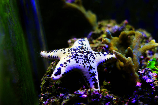Estrela do mar do bolo - Anthenea aspera
  - Foto, Imagem
