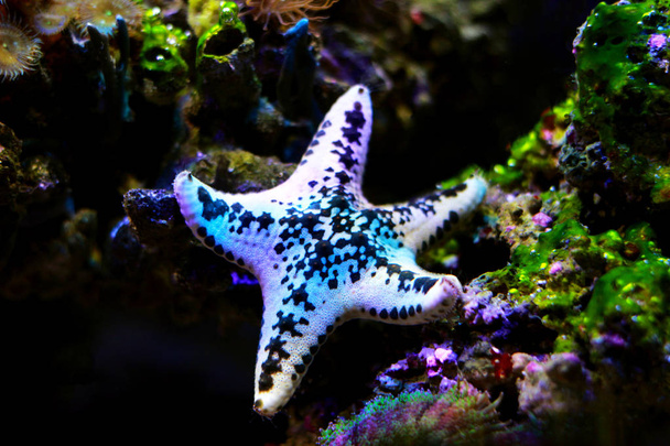Torta estrella del mar - Anthenea aspera
  - Foto, imagen