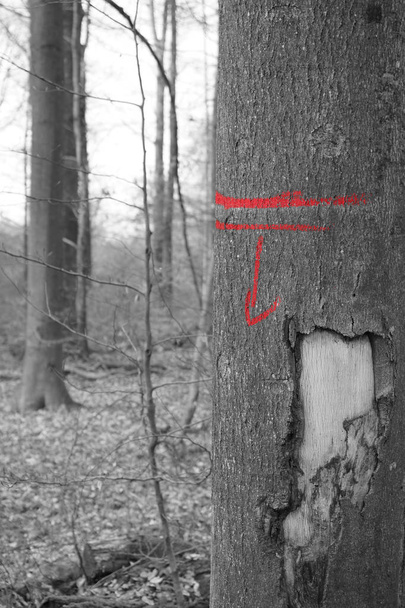 Duitsland bezienswaardigheden zwart wit rode boom te snijden - Foto, afbeelding