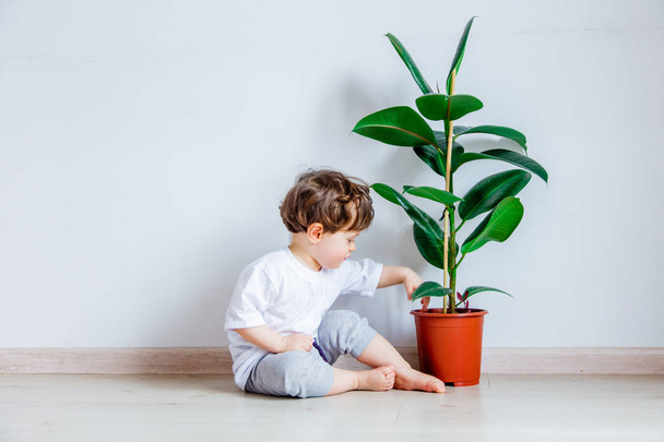 baby with green plant sitting on a floor near white wall - Фото, зображення