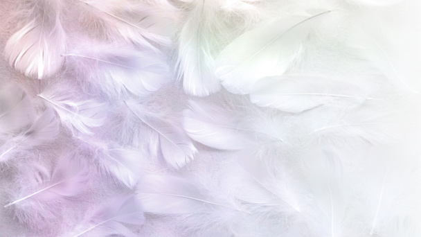 Angelic Pastel tinted White feather background - small fluffy white feathers randomly scattered forming a background fading into white on right side - Photo, Image