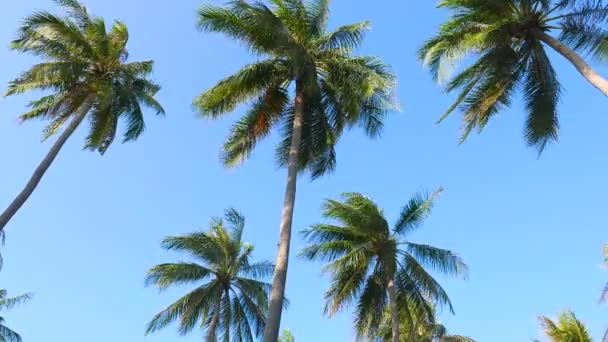 imagens de palmeiras em frente ao céu
 - Filmagem, Vídeo