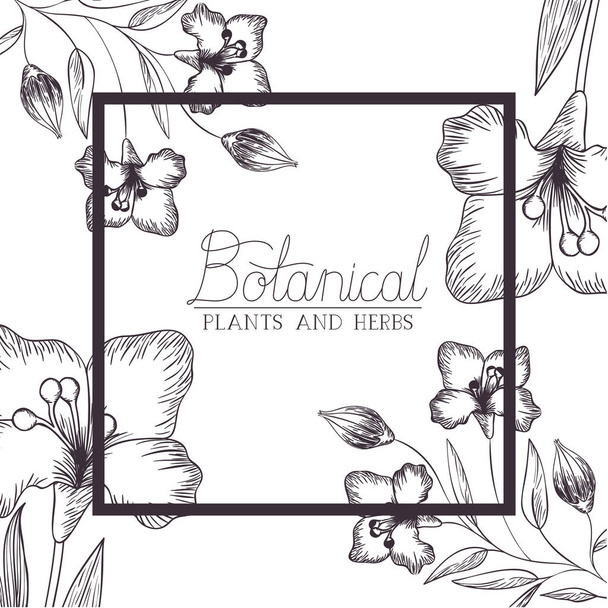 botanisches Etikett mit Pflanzen und Kräutern - Vektor, Bild