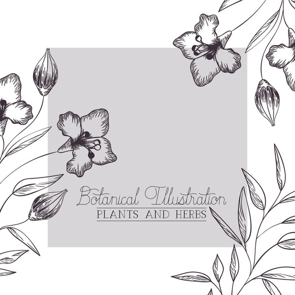 botanical illustration label with plants and herbs - Vector, Image