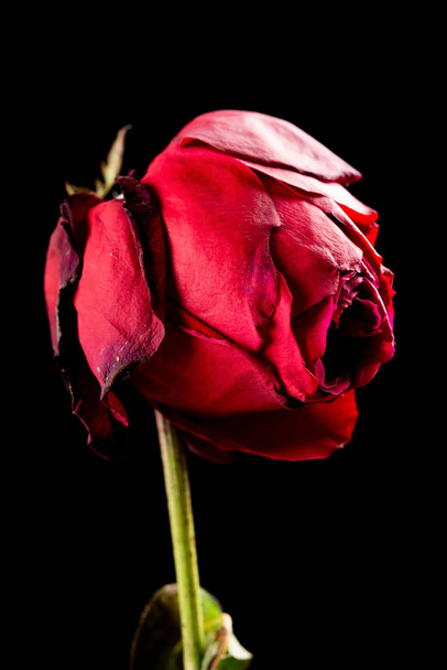 выцветшая роза на черном фоне
 - Фото, изображение