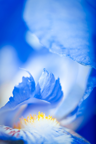 macro iris - Foto, Imagen