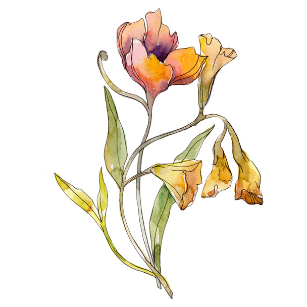 Laranja ipomoea flores botânicas florais. Conjunto de ilustração de fundo aquarela. Isolado buquê elemento ilustração
. - Foto, Imagem