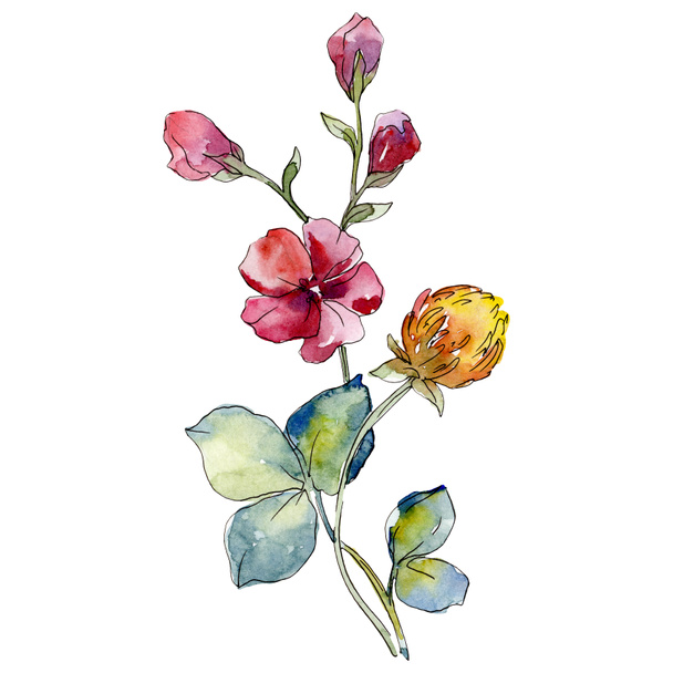 Phlox rouge et trèfle jaune fleur botanique florale. Ensemble de fond aquarelle. Elément d'illustration de fleurs isolées
. - Photo, image