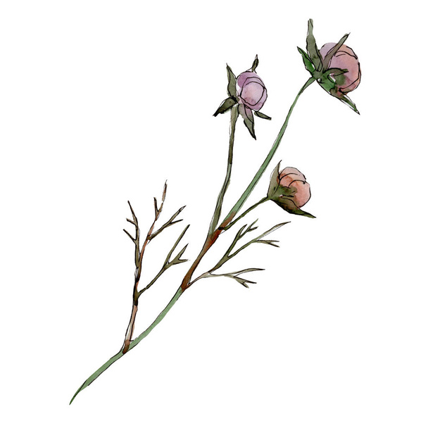 Violeta cosmos flor botânica floral. Conjunto de ilustração de fundo aquarela. Isolado elemento ilustração flor
. - Foto, Imagem