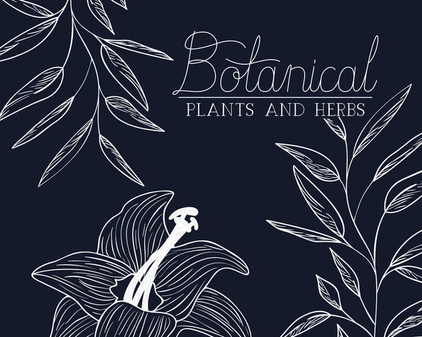 étiquette botanique avec des plantes et des herbes
 - Vecteur, image