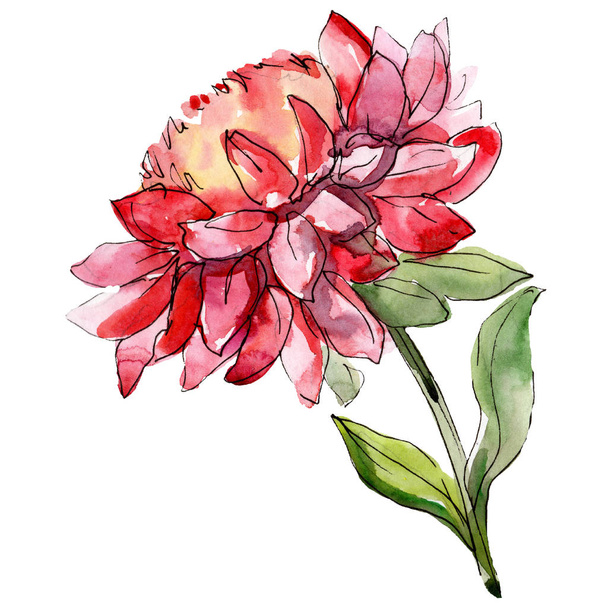 Red aster floral botanical flower. Watercolor background illustration set. Isolated aster illustration element. - Photo, Image