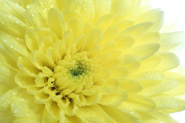 Жовта квітка хризантеми на білому тлі, напівпрозорі пелюстки, світло ззаду і мала глибина різкості
 - Фото, зображення
