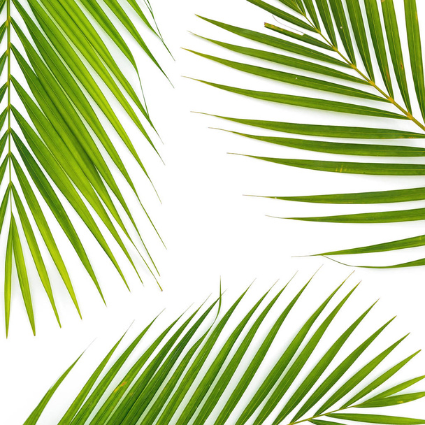 Tropikal palmiye ile çerçeve çiçek beyaz zemin üzerine bırakır. Düz yatıyordu, en iyi görünümü. - Fotoğraf, Görsel
