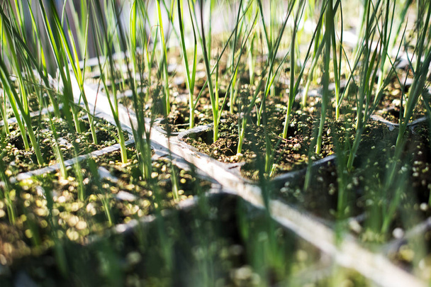 Bandejas de plántulas de puerro verde jóvenes listas para su trasplante en un campo agrícola o túnel en un concepto de agricultura y producción de alimentos en un primer plano
 - Foto, Imagen