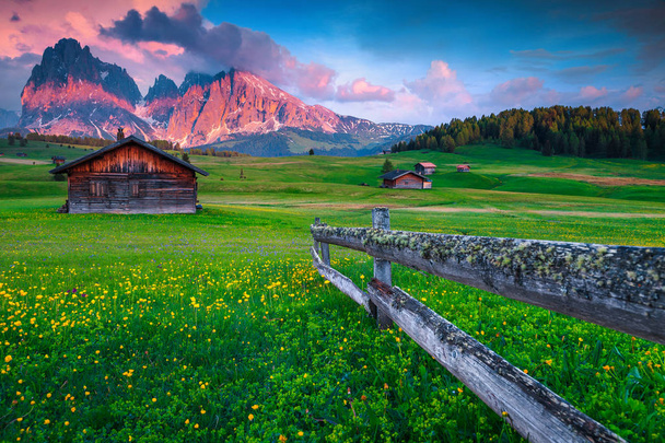 Alpe di Siusi - Seiser Alm resort with Sassolungo - Langkofel mountain group in background. Landscape with colorful fresh spring flowers and wooden chalets in Dolomites, Trentino Alto Adige, Italy, Europe - Photo, Image