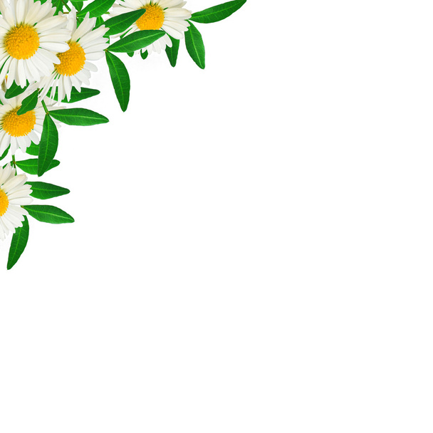 Green leaves and daisies - Photo, Image