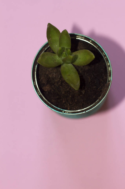 Piccolo cactus in una pentola artigianale su sfondo neutro
 - Foto, immagini