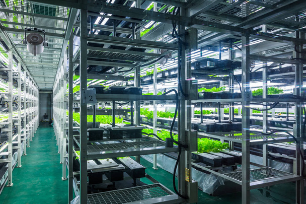 Plants are cultivated in hydroponic system - Photo, Image